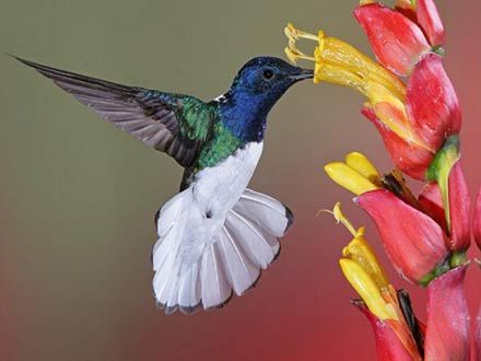 440x330_073178-pasarea-colibri